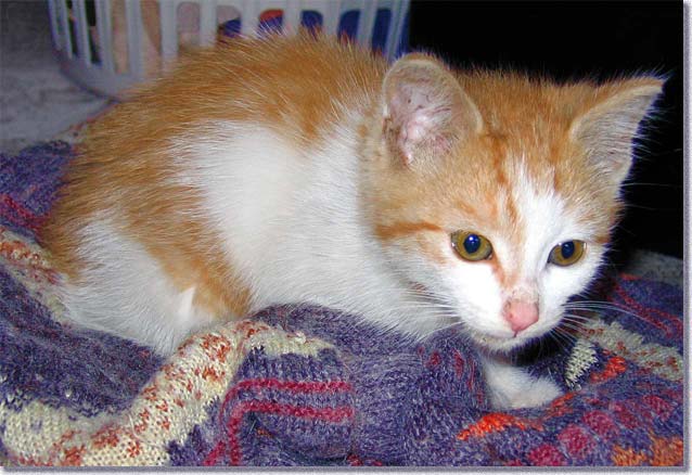 我が家に転がり込んできた当時